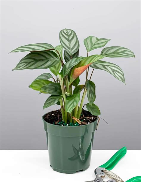 Plant proper - Welcome to Plant Proper, your trusted source for happy and healthy house plants. We understand the importance of ensuring your plants arrive in pristine …